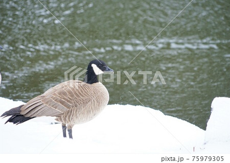 シジュウカラガン シジュウカラガン 75979305