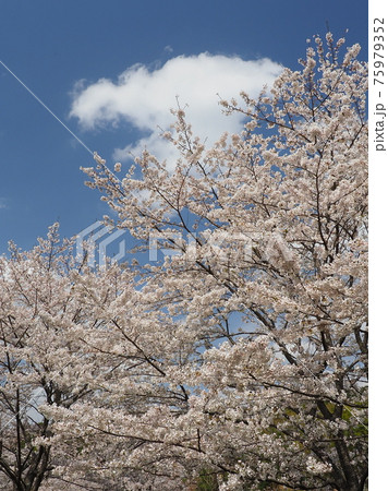 Cherry blossom (Japan) Cherry blossom (Japan) 75979352