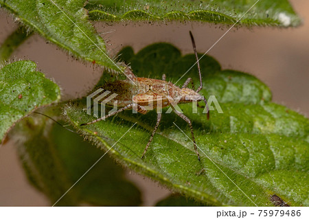 Pentatomomorph Bug nymph Pentatomomorph Bug nymph 75979486