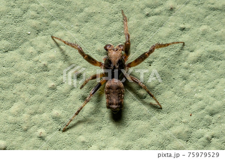 Small Typical Orbweaver 75979529