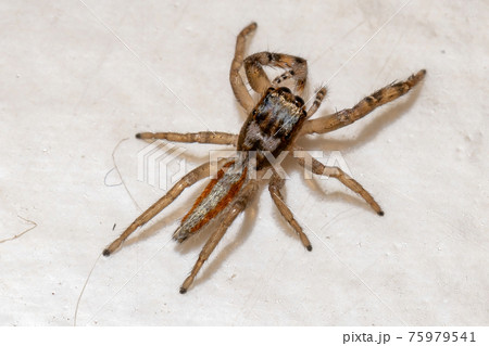 Small Jumping spider Small Jumping spider 75979541