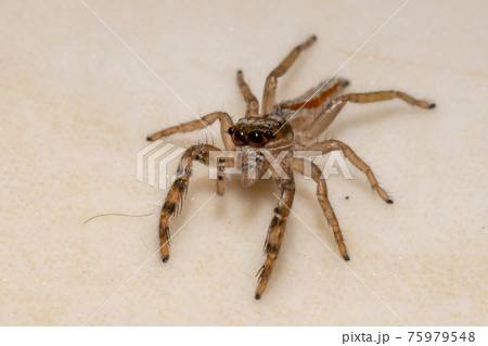 Small Jumping spider Small Jumping spider 75979548