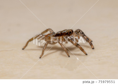 Small Jumping spider 75979551