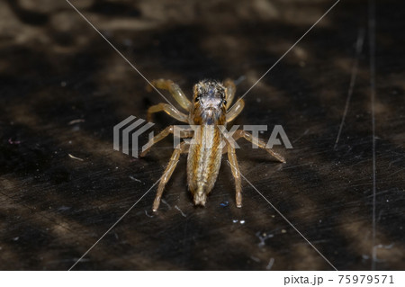 Small Jumping spider 75979571