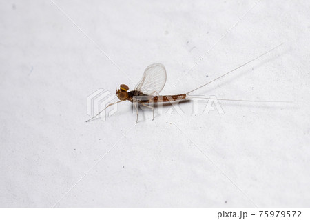 Male small mayfly Male small mayfly 75979572
