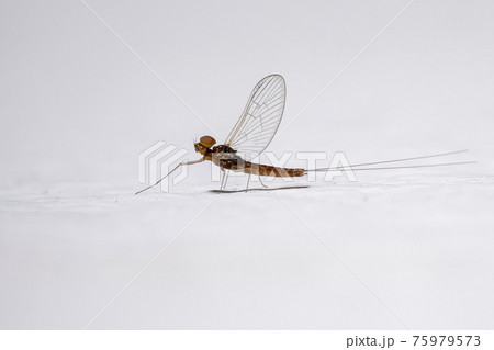 Male small mayfly 75979573
