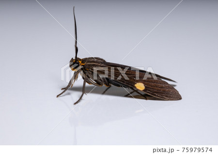 Adult Tiger Moth Adult Tiger Moth 75979574