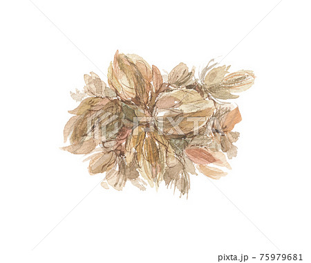 カラハナソウ　唐花草　乾燥 75979681