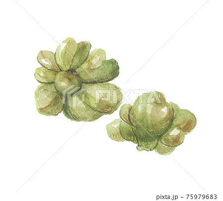 マタタビ　木天蓼　虫癭果 75979683