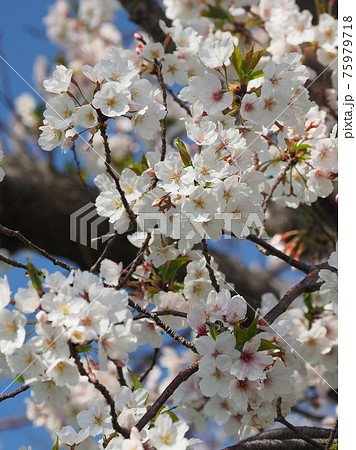 桜の花 75979718