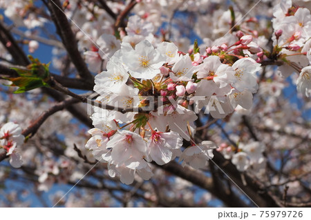 桜の花 75979726