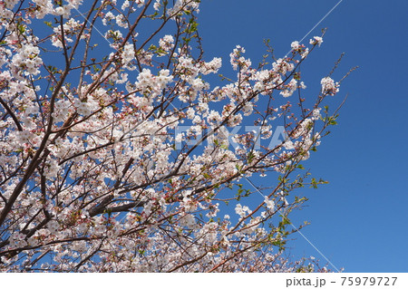 桜の花 75979727