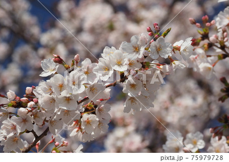 桜の花 75979728