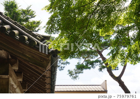 寺院の屋根と夏の青もみじ 75979761