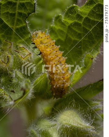 Flea Beetle Larvae 75979773