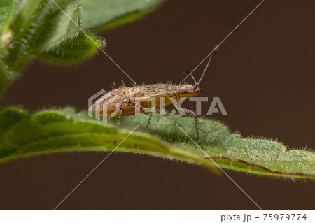Pentatomomorph Bug nymph 75979774
