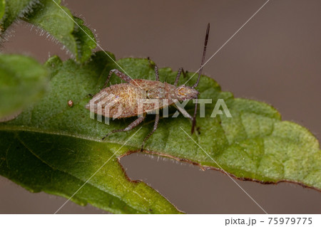 Pentatomomorph Bug nymph 75979775