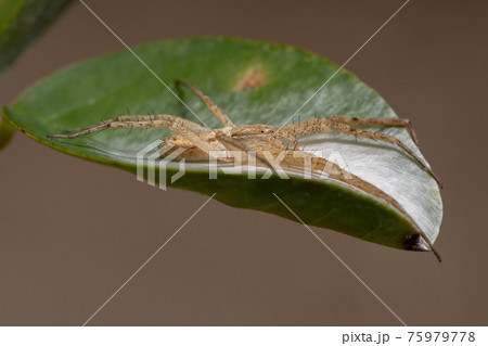 Running Crab Spider 75979778