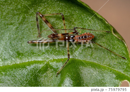 Assassin Bug Nymph Assassin Bug Nymph 75979795