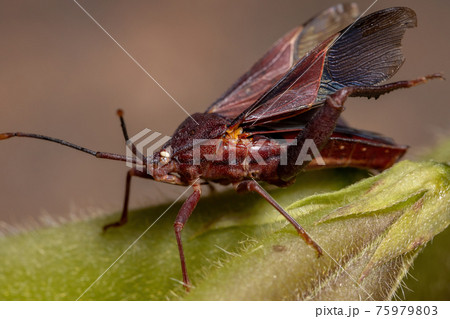Adult Leaf-footed Bug Adult Leaf-footed Bug 75979803