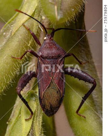 Adult Leaf-footed Bug 75979804