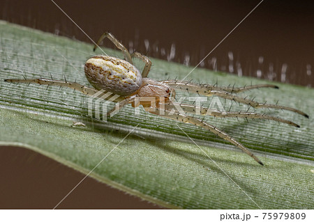 Grass Neoscona Spider Grass Neoscona Spider 75979809