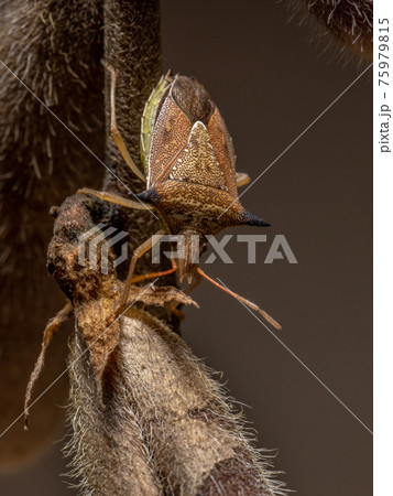 Green belly bug 75979815