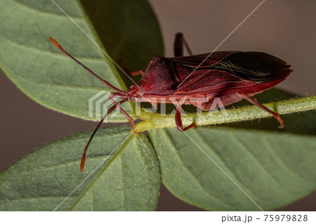 Adult Leaf-footed Bug 75979828