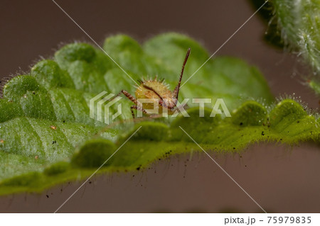 Pentatomomorph Bug nymph 75979835