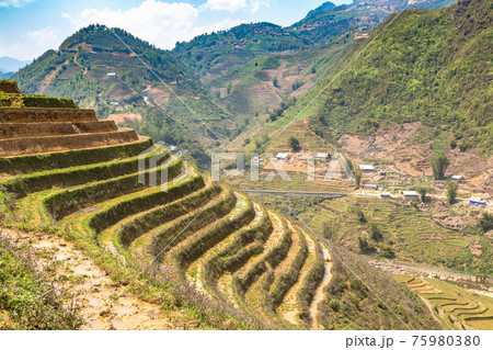 Terraced rice field in Sapa Terraced rice field in Sapa 75980380