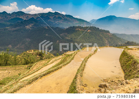 Terraced rice field in Sapa Terraced rice field in Sapa 75980384