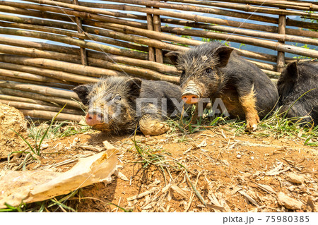 Black pig in Sapa, Vietnam 75980385