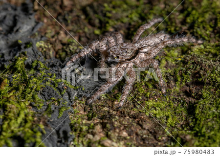 adult male jumping spider adult male jumping spider 75980483