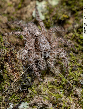 adult male jumping spider 75980489