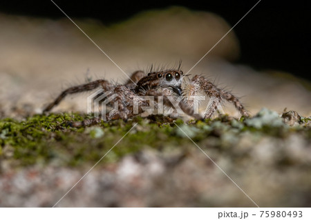 adult male jumping spider 75980493