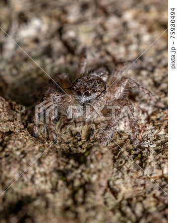 adult male jumping spider adult male jumping spider 75980494