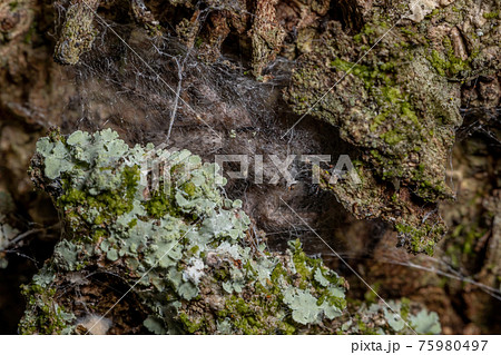 adult male jumping spider 75980497