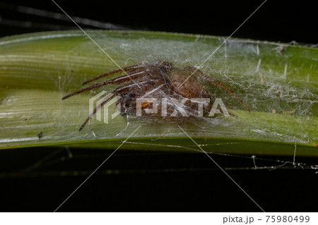 Small Classic Orbweaver 75980499