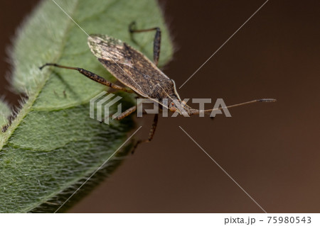 Adult Scentless Plant Bug Adult Scentless Plant Bug 75980543