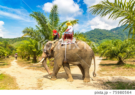 Tourists riding elephant in Thailand 75980564