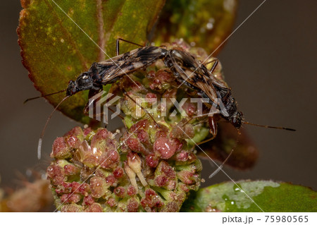 couple of Dirt-colored Seed Bugs couple of Dirt-colored Seed Bugs 75980565