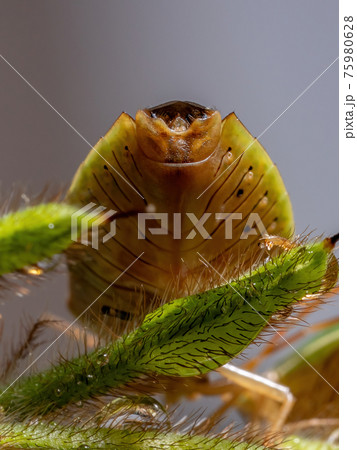 Adult Stink Bug Adult Stink Bug 75980628