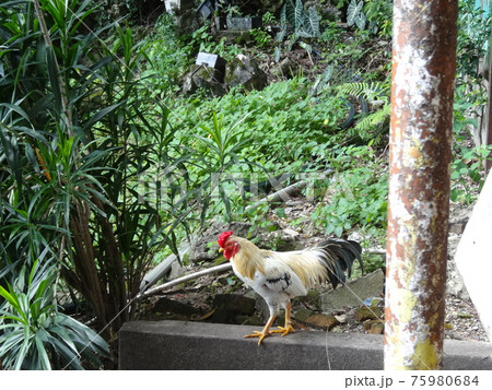 野生の鶏、マレーシアバトゥケーブ 野生の鶏、マレーシアバトゥケーブ 75980684