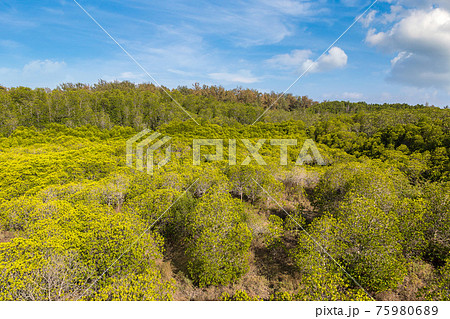Mangrove forest in Thailand 75980689