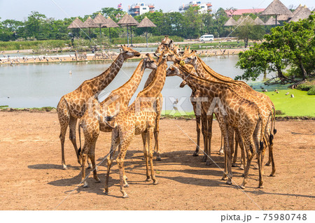 Giraffe in Zoo in Bangkok Giraffe in Zoo in Bangkok 75980748
