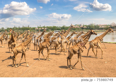 Giraffe in Zoo in Bangkok 75980749