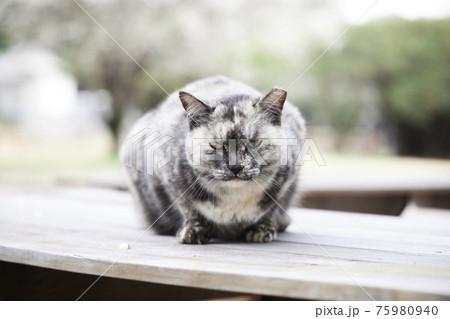 見つめる猫 75980940