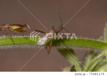 Scentless Plant Bug Scentless Plant Bug 75981179
