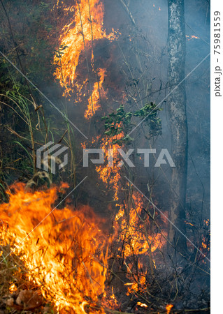 Forest fire disaster is burning caused by human 75981559