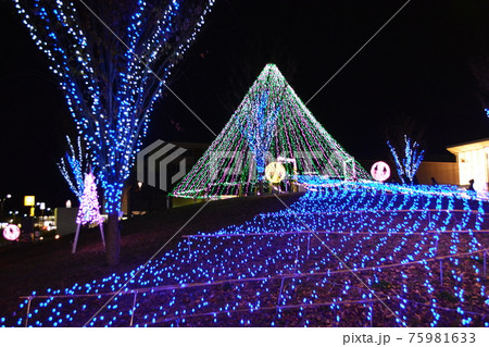 冬の公園で見られるイルミネーション 冬の公園で見られるイルミネーション 75981633